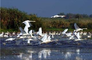 Delta du Danube 