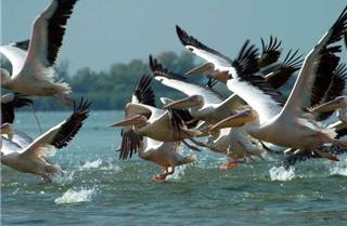 Delta du Danube 