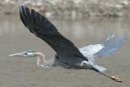 Oiseaux du Delta du Danube