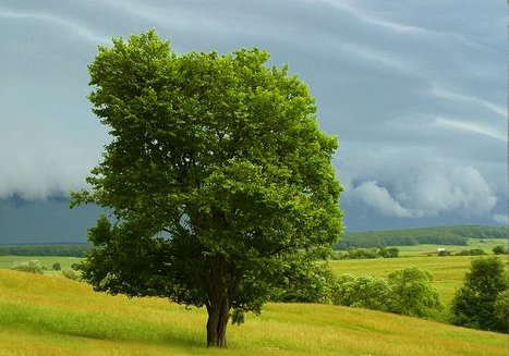Arbre 